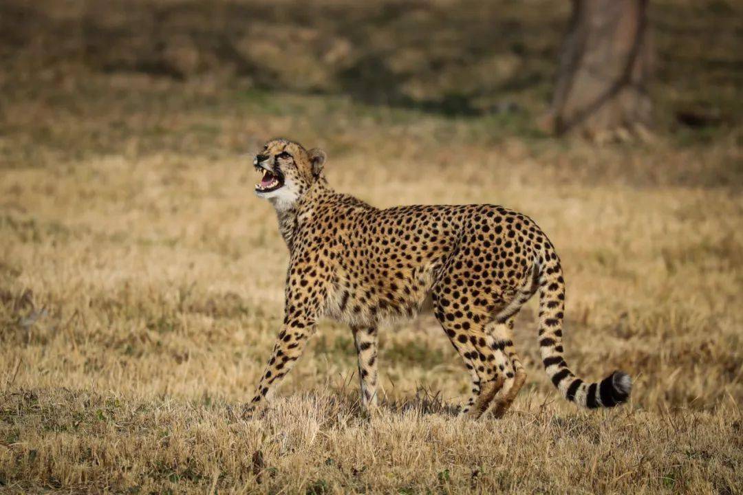 猎豹图片大全大图霸气图片