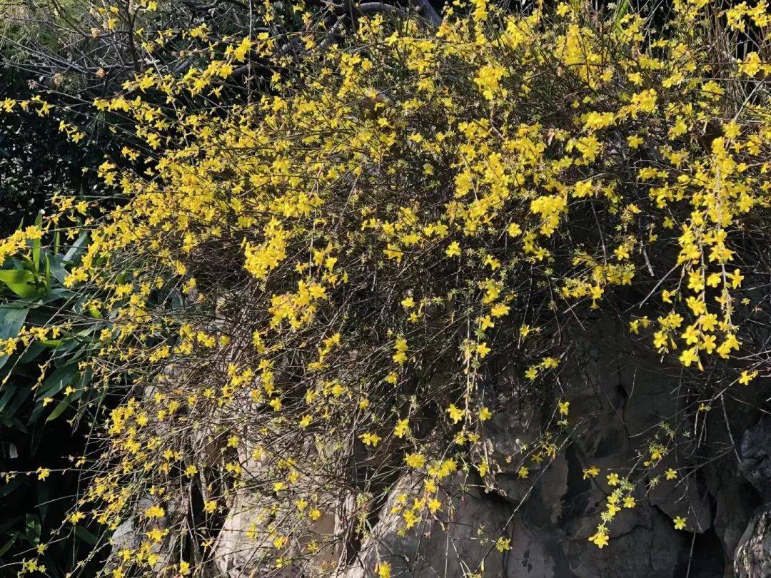 瞻园金英翠萼花开迎春