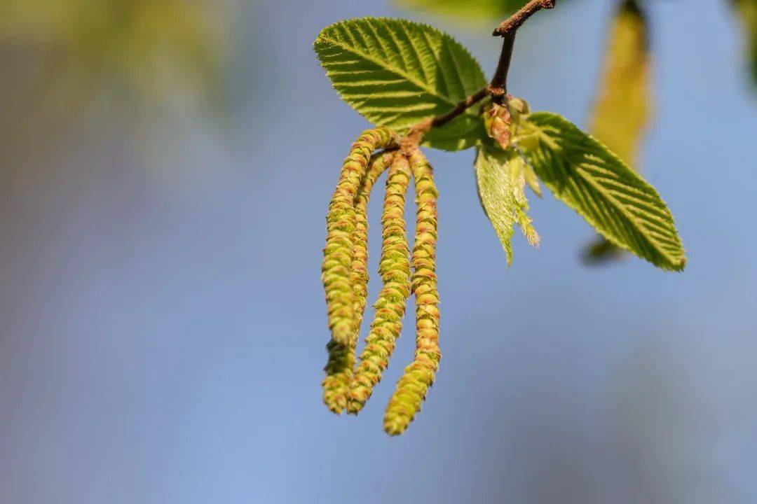 天目铁木高可达21米,其树皮粗糙呈深灰色,雄花为淡黄色的柔荑花序,雌