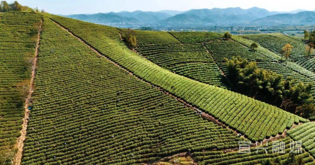 第七届阳羡早春茶开采节开幕