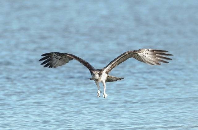 美好生活在云南16种珍稀鸟类近年到访滇池