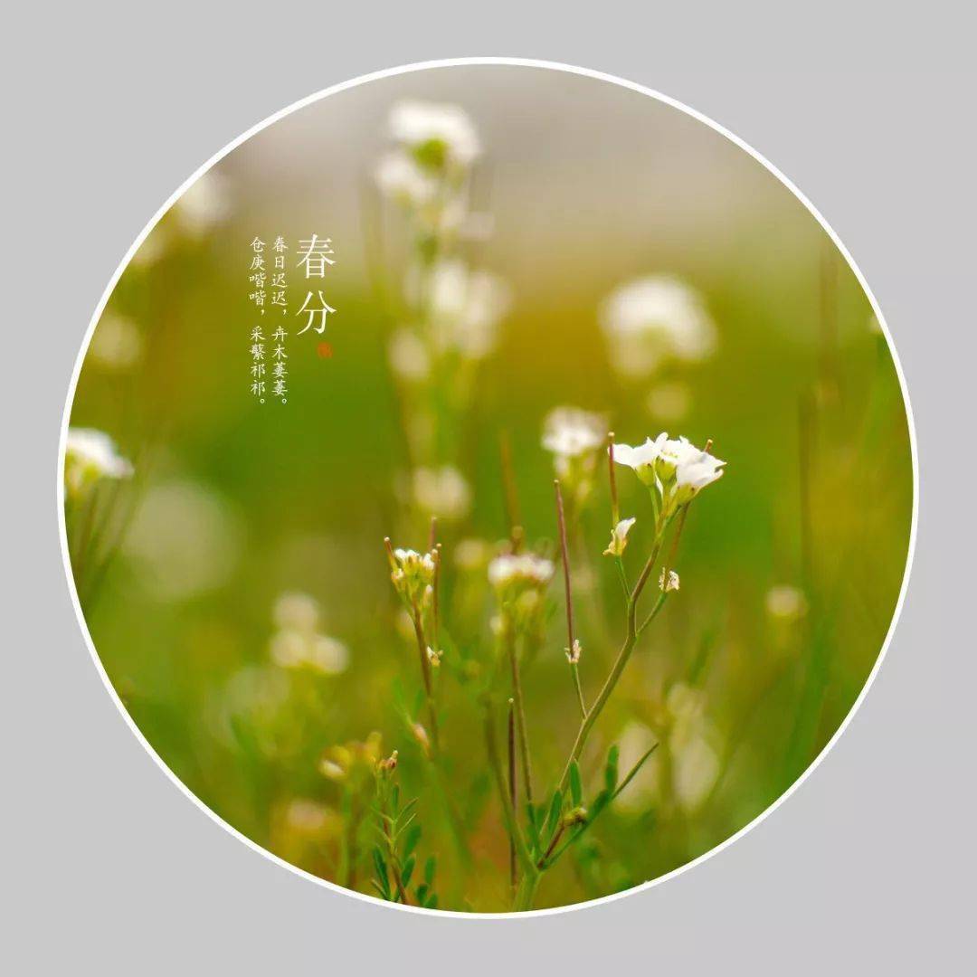 那小桃红,玉兰粉,梨花白,连翘黄,还有那些婀娜的柳丝,瞬间让时光变得