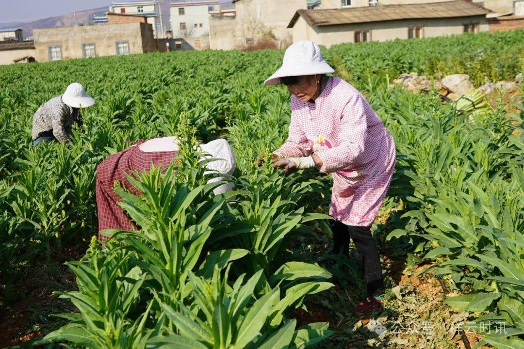 祥云贡菜加工让农村剩余劳动力就近就业