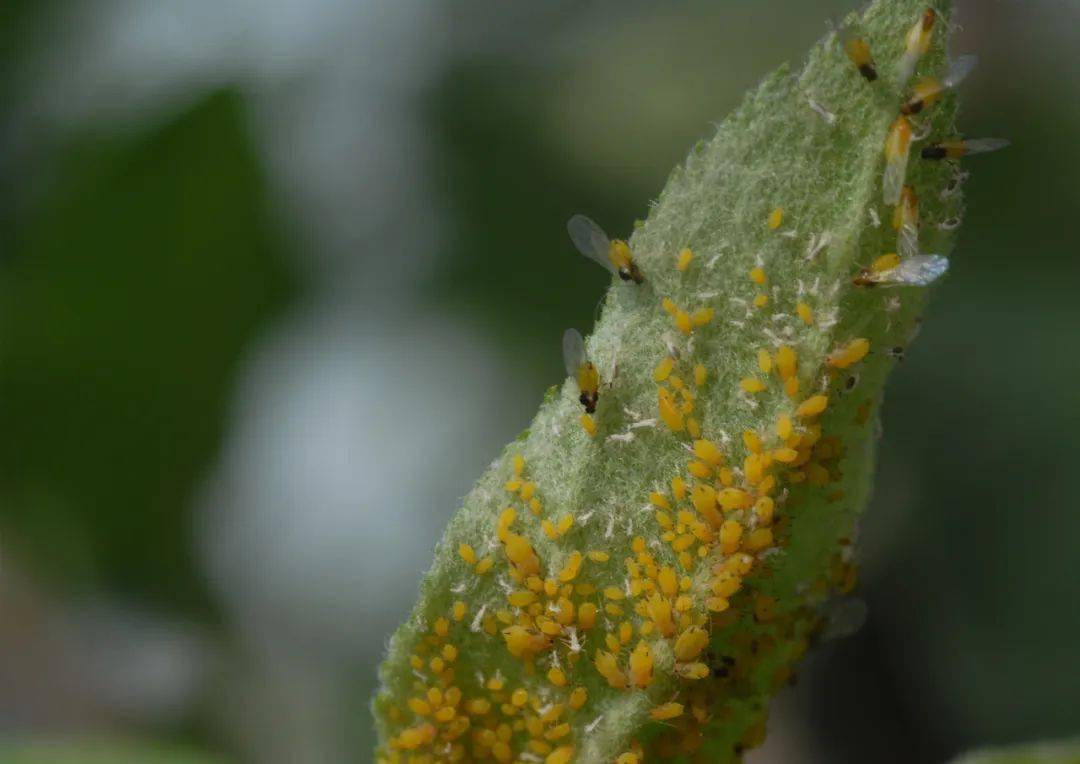 黄蚜栾多态毛蚜居松长足大蚜月季长管蚜杨白毛蚜京枫多态毛蚜07双条杉