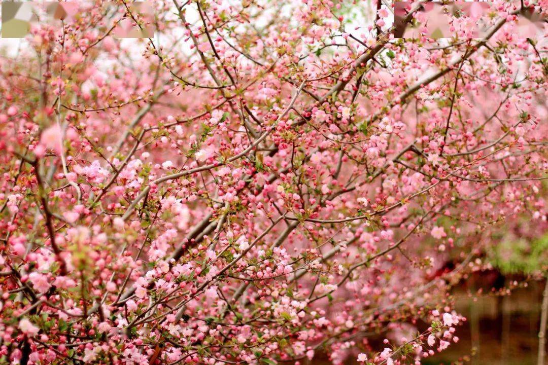 许都春色闹人不得眠,许昌春天应该这样玩~赏春拾花篇_鄢陵县_禹州市