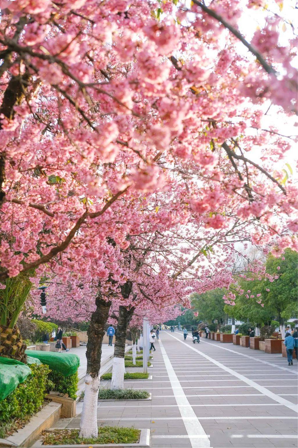94转弯走进云南农业大学,带着"书卷气"的樱花完美就像春日来信,邀你