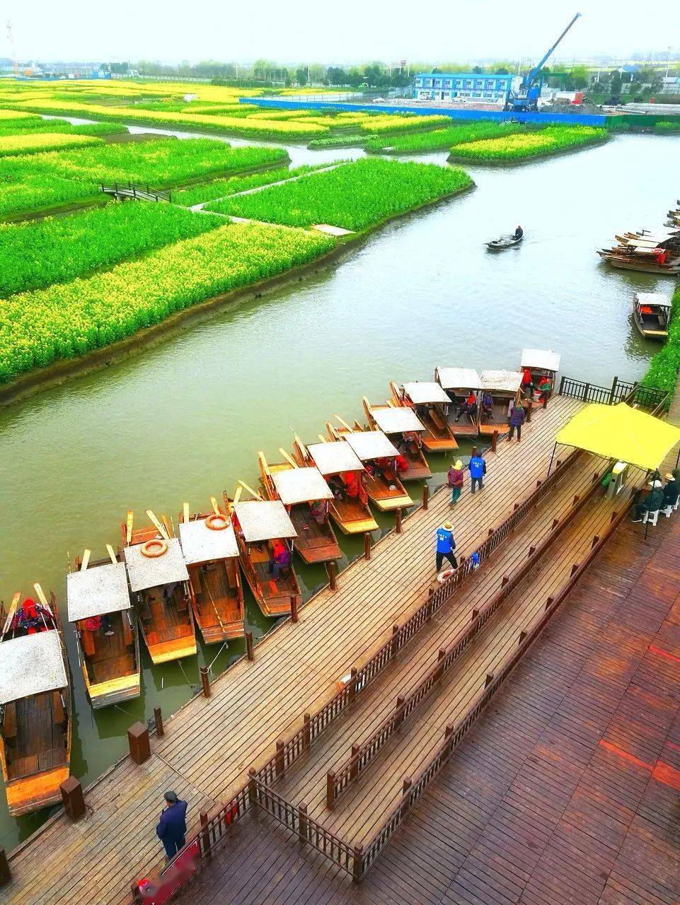 江苏水上油菜花田图片