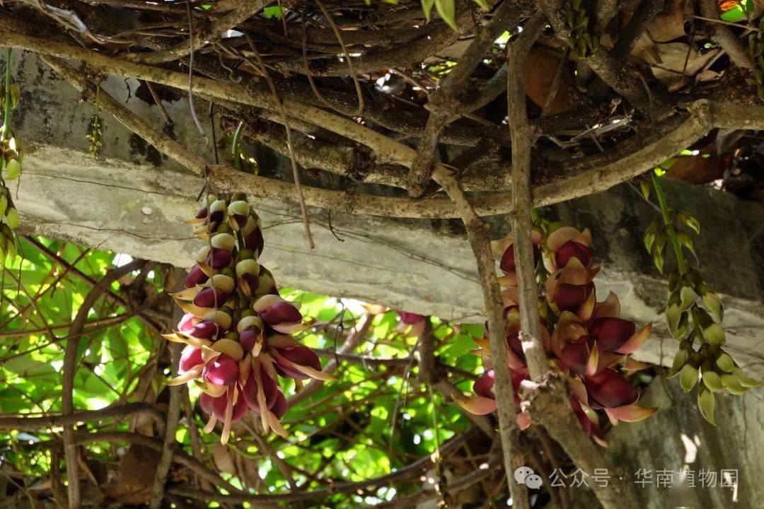 终于在这周,白色禾雀花(白花油麻藤)及紫白相间色禾雀花(大果油麻藤)