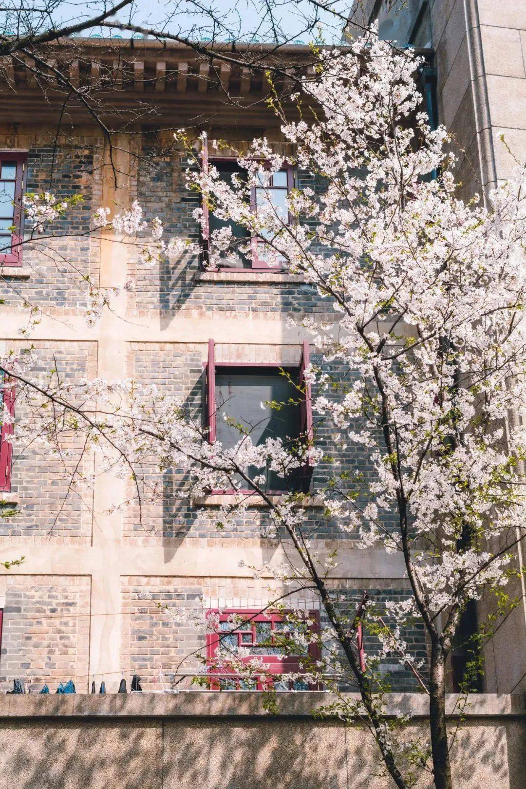 樱花道|卡瓦格博这里的樱花季是活泼的:樱花季的三行情诗,半亩园餐厅