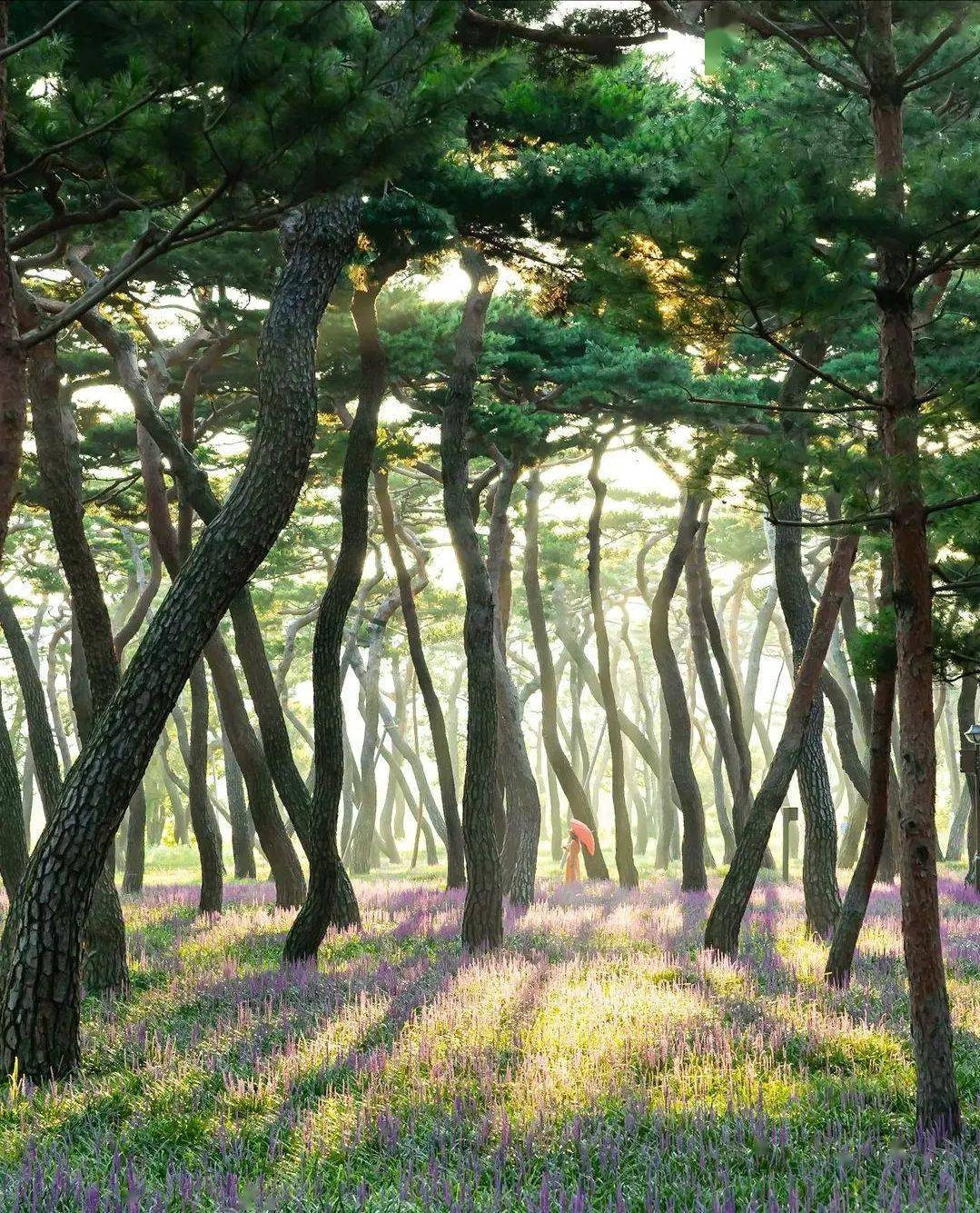 密林花海,光影画卷