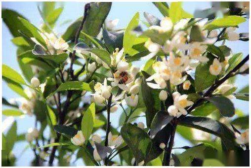 沙糖橘花多春梢少到底会不会影响挂果质量呢