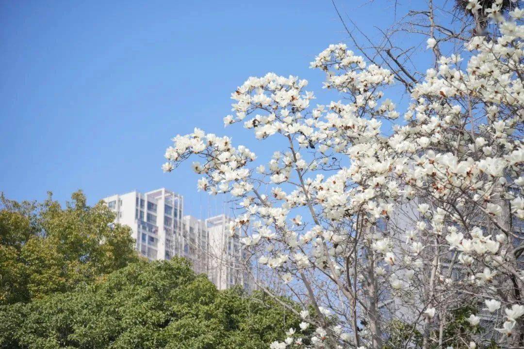 如梦如幻的樱花,张扬热烈的油菜花……暖暖的春风一吹,桐乡便摇身一