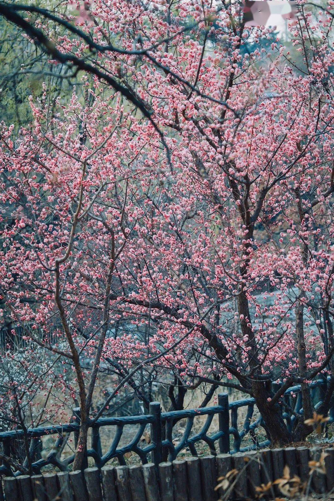 超20000株青岛梅花节来了