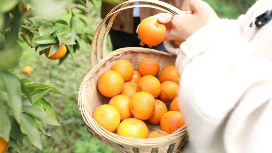 胖妹儿来了组个橘到巴南百胜村蚂蚁农场趣采摘