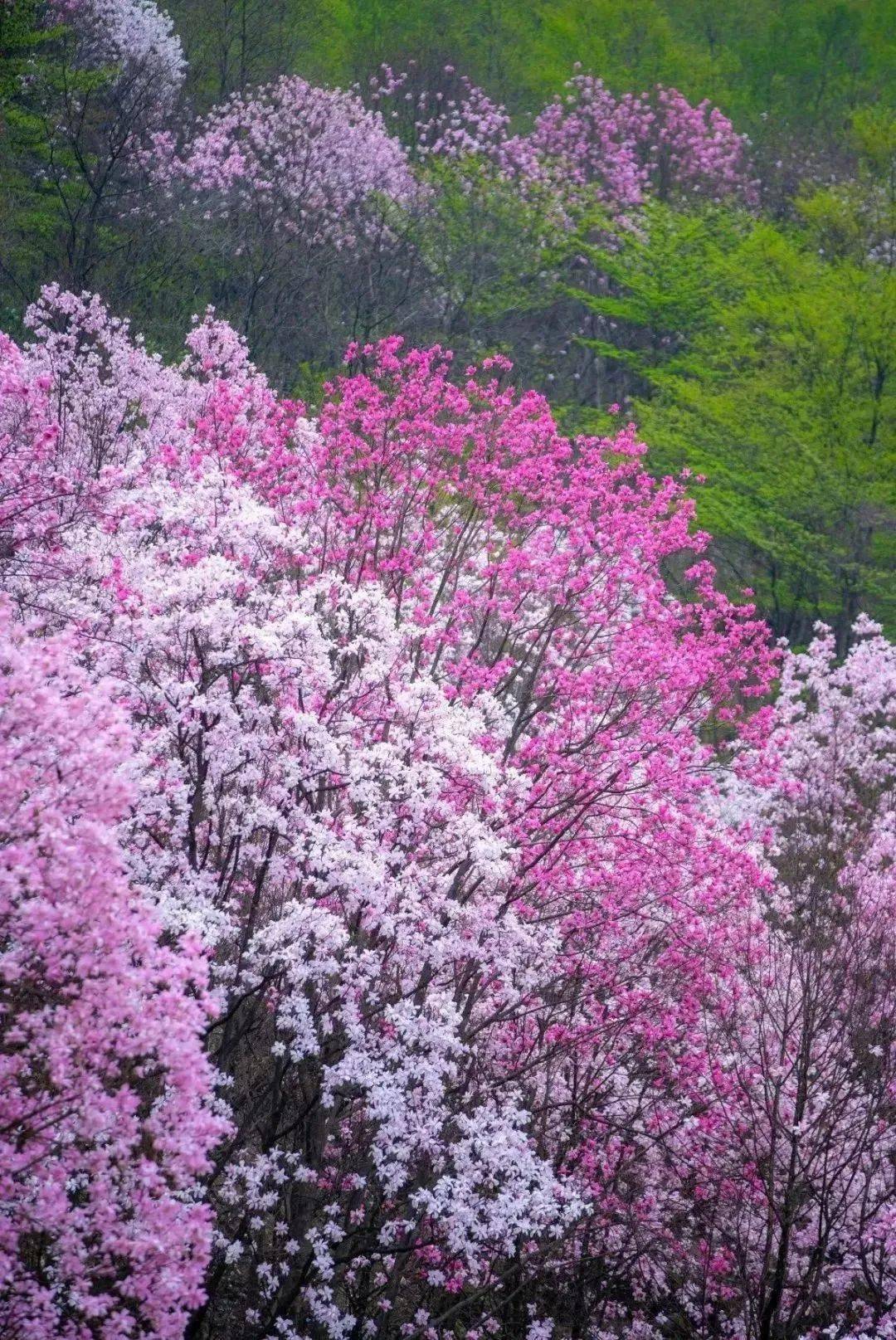 成都二月赏花图片