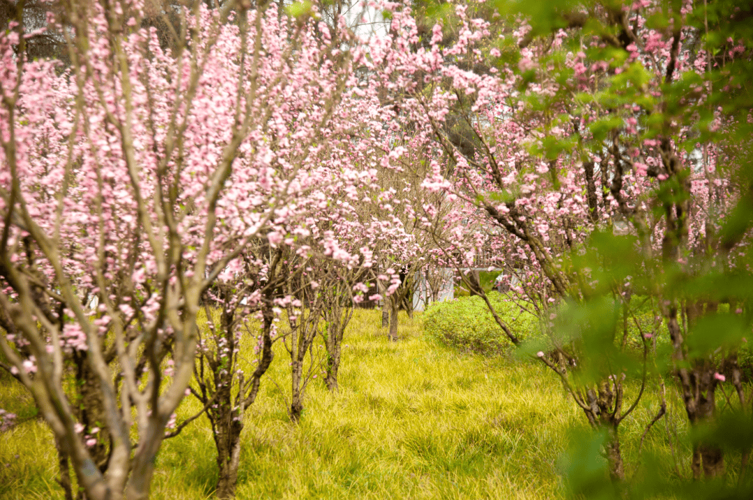 踏春赏花自贡尖山桃花已盛开