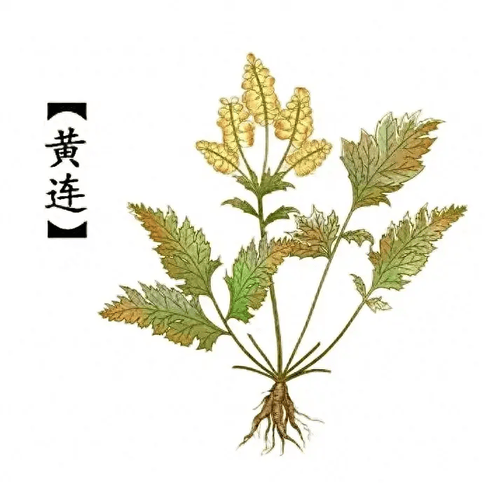 清热燥湿,泻火解毒——黄连_断面_黄褐色_须根