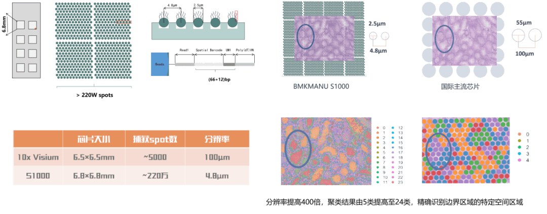 空间转录组图片