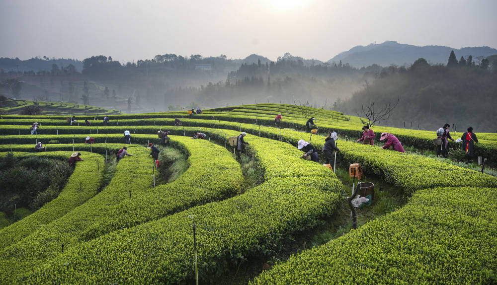 最美茶场图片图片