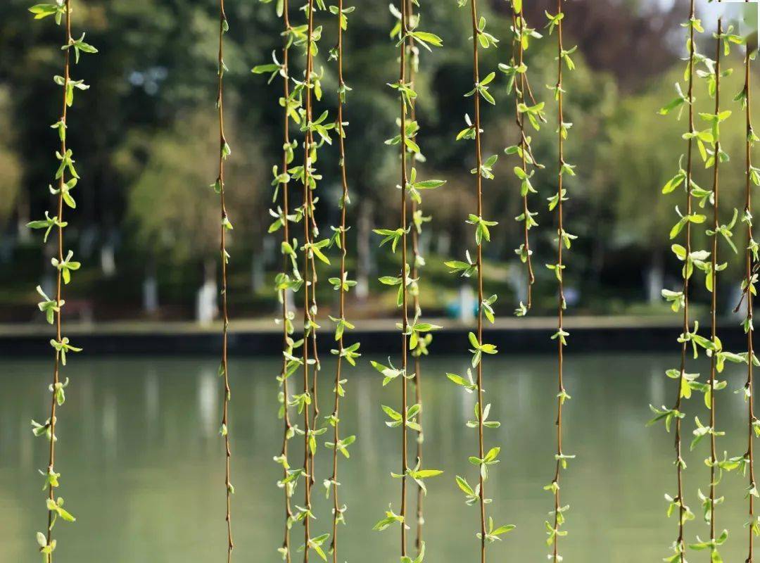 温州的垂柳这样拍,很有感觉!_公园_杨柳_小布