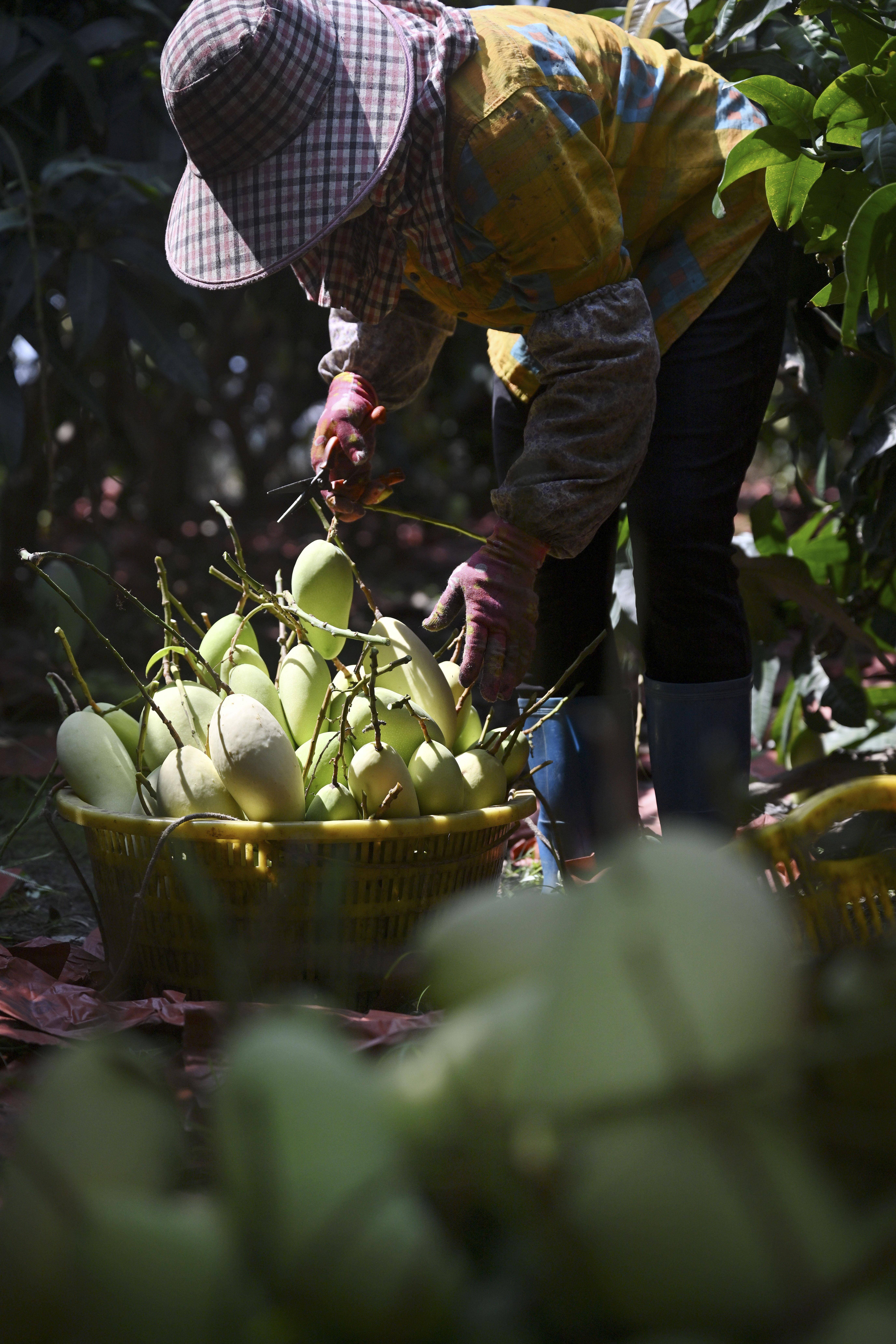 又到芒果飘香时_种植_海南_英州镇