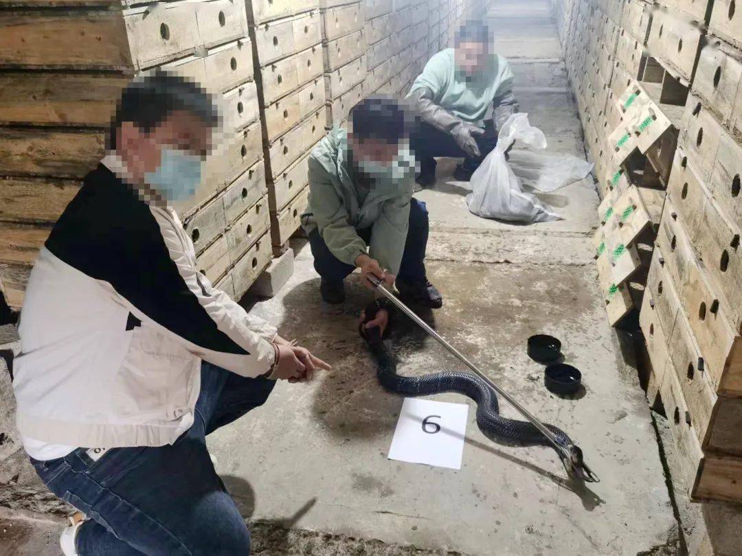 案件,抓获犯罪嫌疑人6名,收缴活体眼镜蛇400余条,涉案价值达160余万元