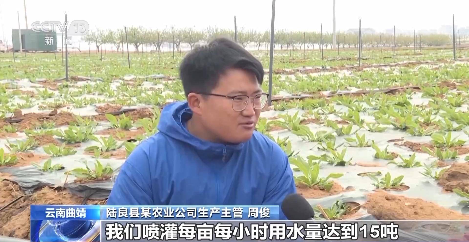 这几天,云南曲靖陆良县的一个蔬菜种植基地里,近1000亩蔬菜用上了滴灌