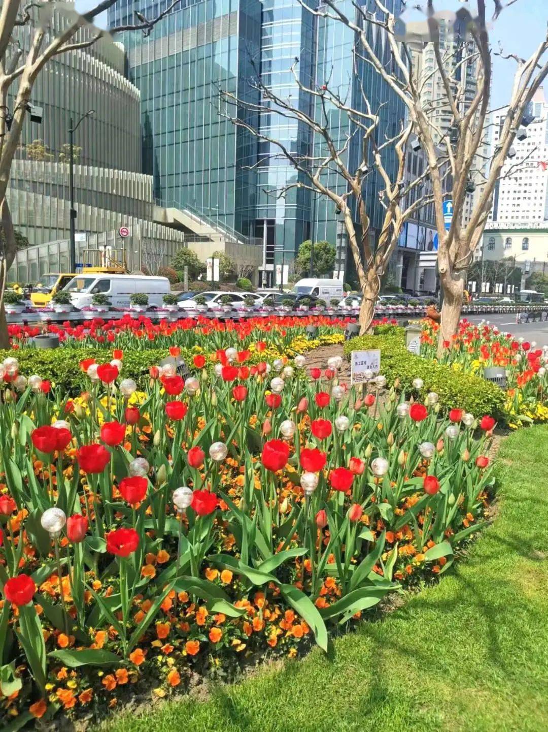 斑斓春日郁你邂逅快来徐汇解锁郁金香花海吧