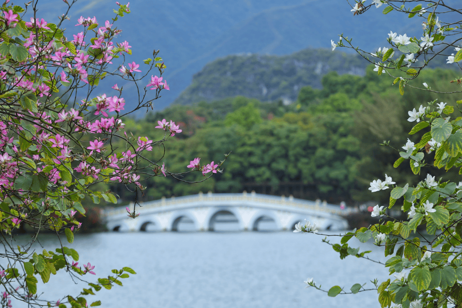 肇庆宫粉紫荆花海上线→_西江_粉色_吴勇强