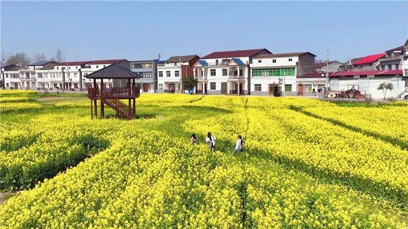 快来一起看看美不胜收千亩油菜花竞相绽放谷城县盛康镇张棚村眼下油菜