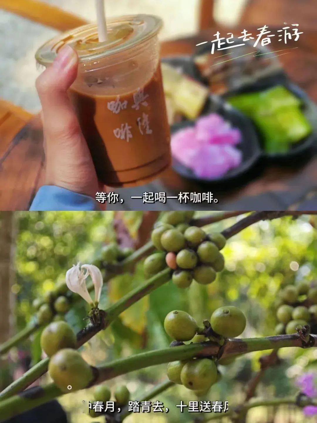 我在万宁兴隆喝着咖啡想起你