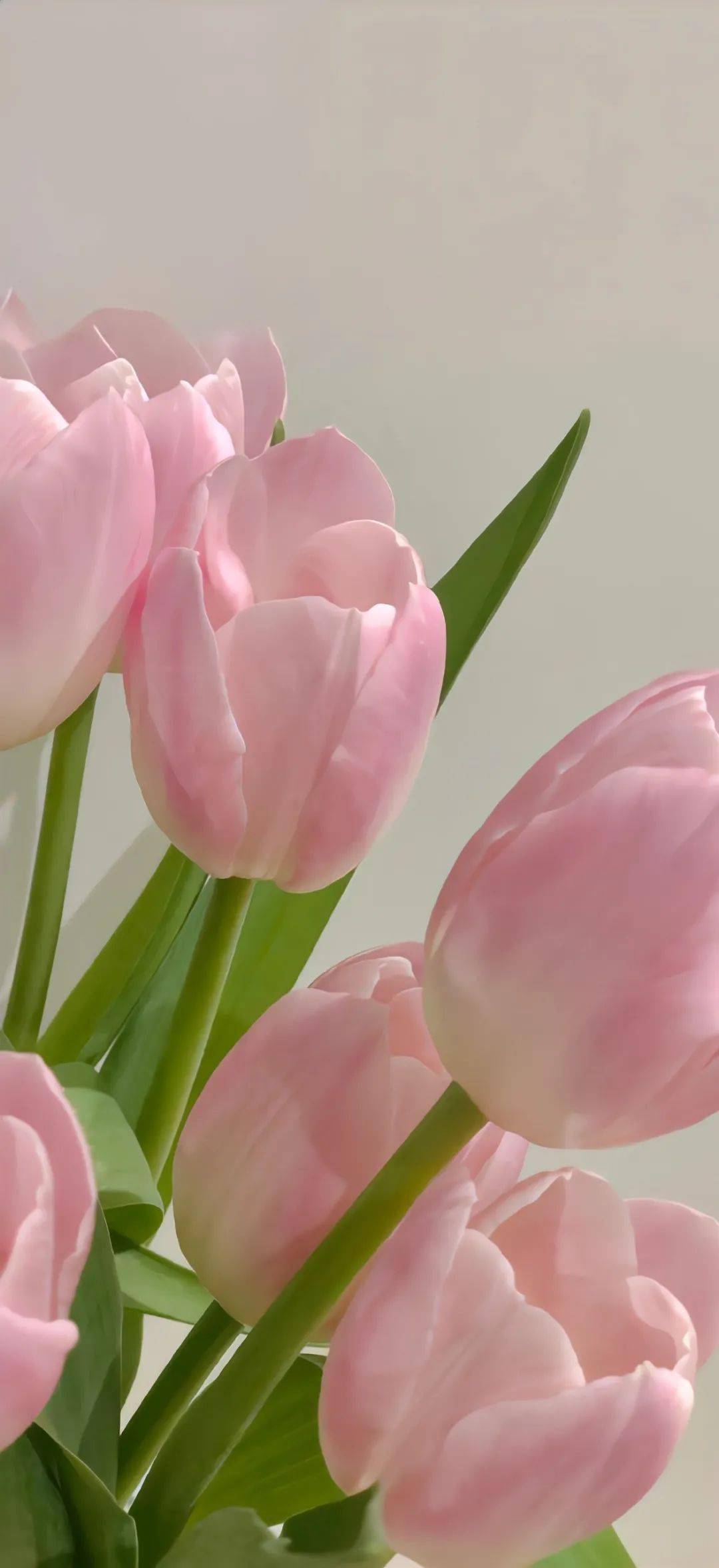 壁纸一组舍不得换的手机壁纸