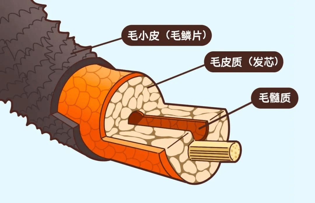 头发_护发_发丝