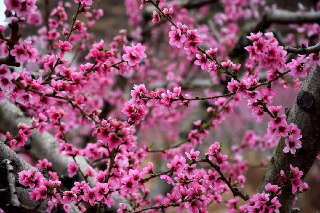 桃花生长图图片