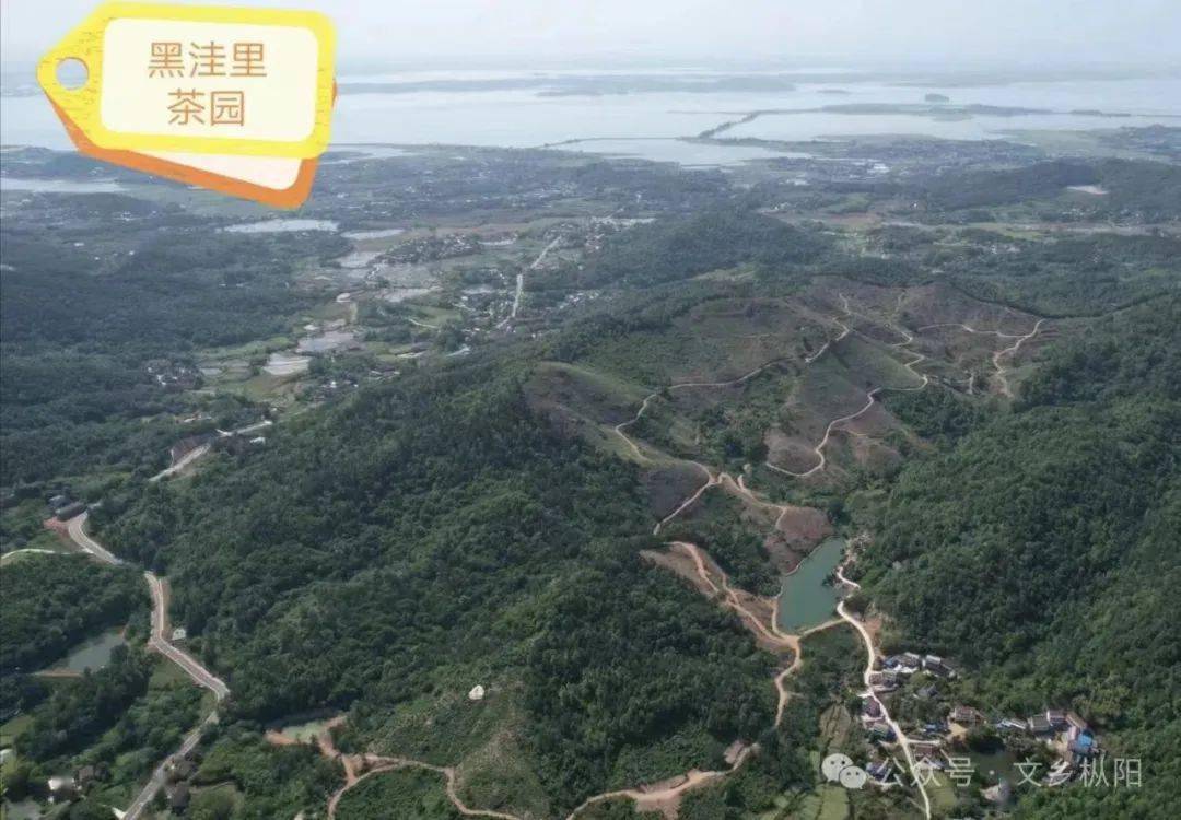 官山"黑洼里"白茶|茶叶家族中的新贵_枞阳县_生活_雨林