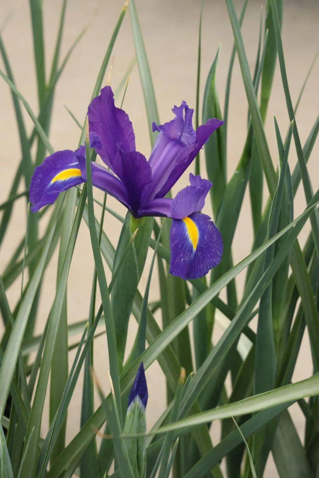 常州人周末低成本的快乐在夏溪花木市场找到了