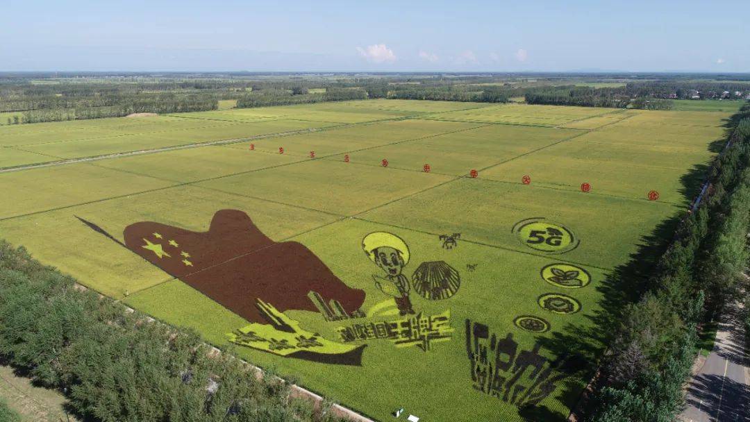 种水稻绥滨农场合于技慧种植