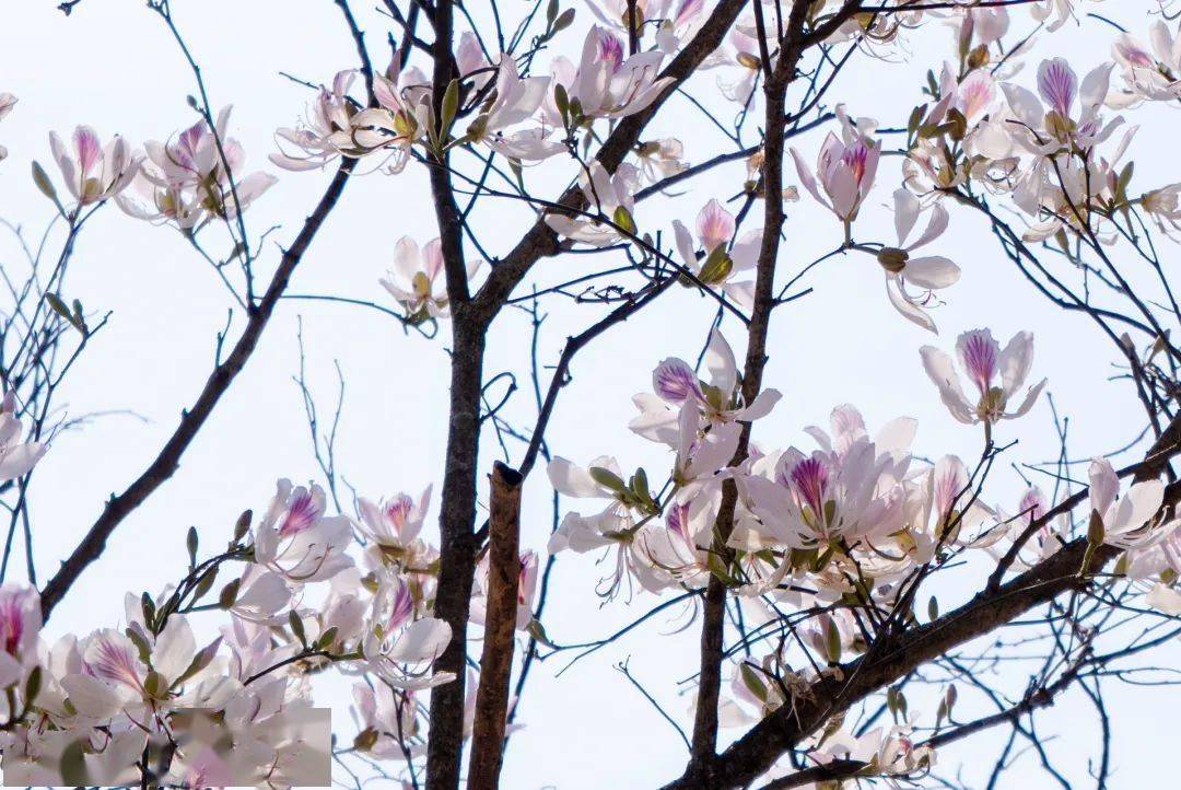 嗷呜~67一口鲜一口嫩!掐一把白花,把云县春天"吃"进肚子里