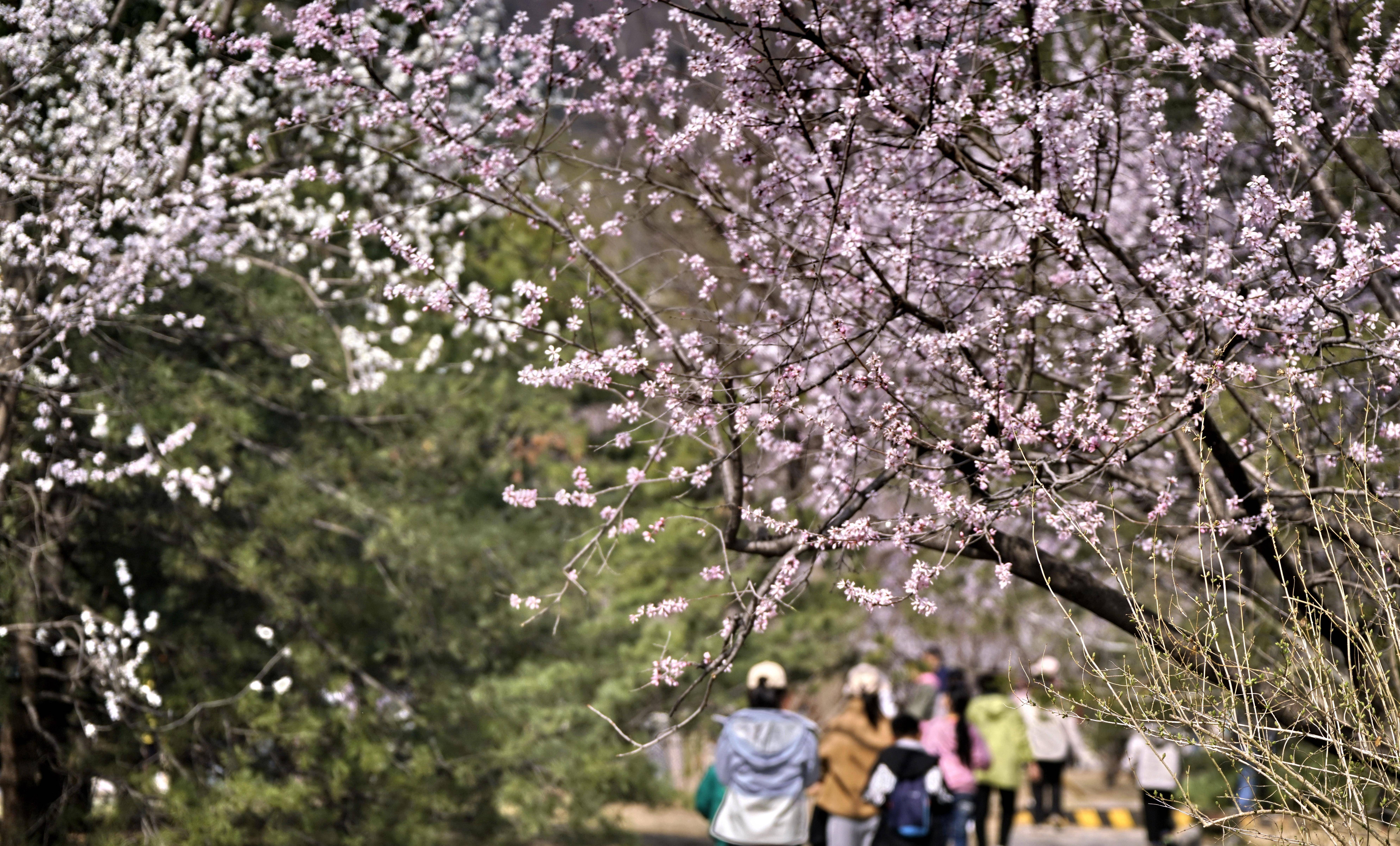 北京踏青赏花好去处图片