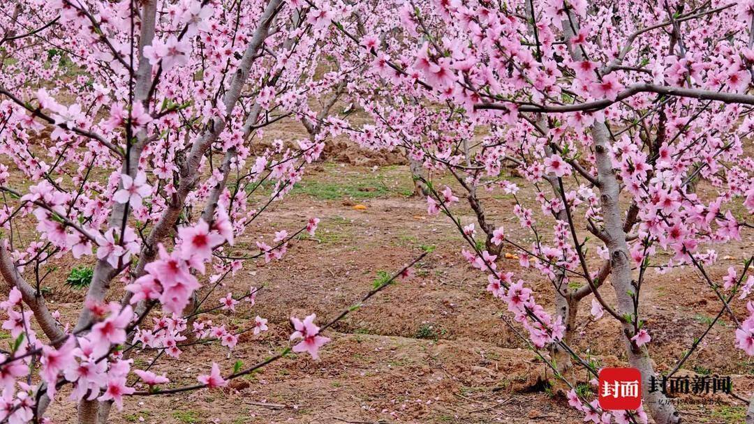 70余个桃树品种全村年收入超2500万来成都这个村子赏花摘果过周末走花