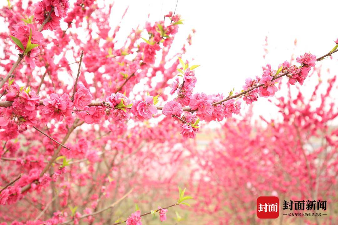 70余个桃树品种全村年收入超2500万来成都这个村子赏花摘果过周末走花
