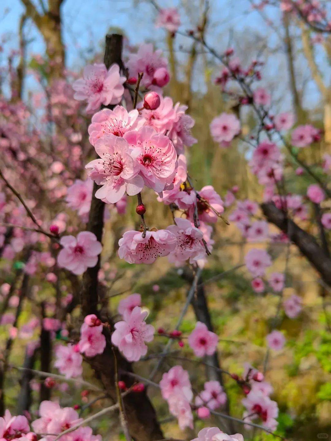 晋阳湖公园桃花图片