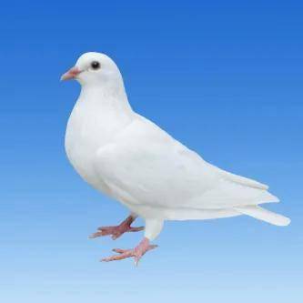 制作烤乳鸽的肉鸽有了浙产新品种味道比洋鸽更鲜美