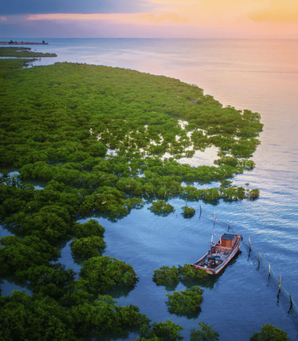 北海金海湾红树林图/ 蓝成河摄day2在钦州三娘湾扬帆起航,一起寻找