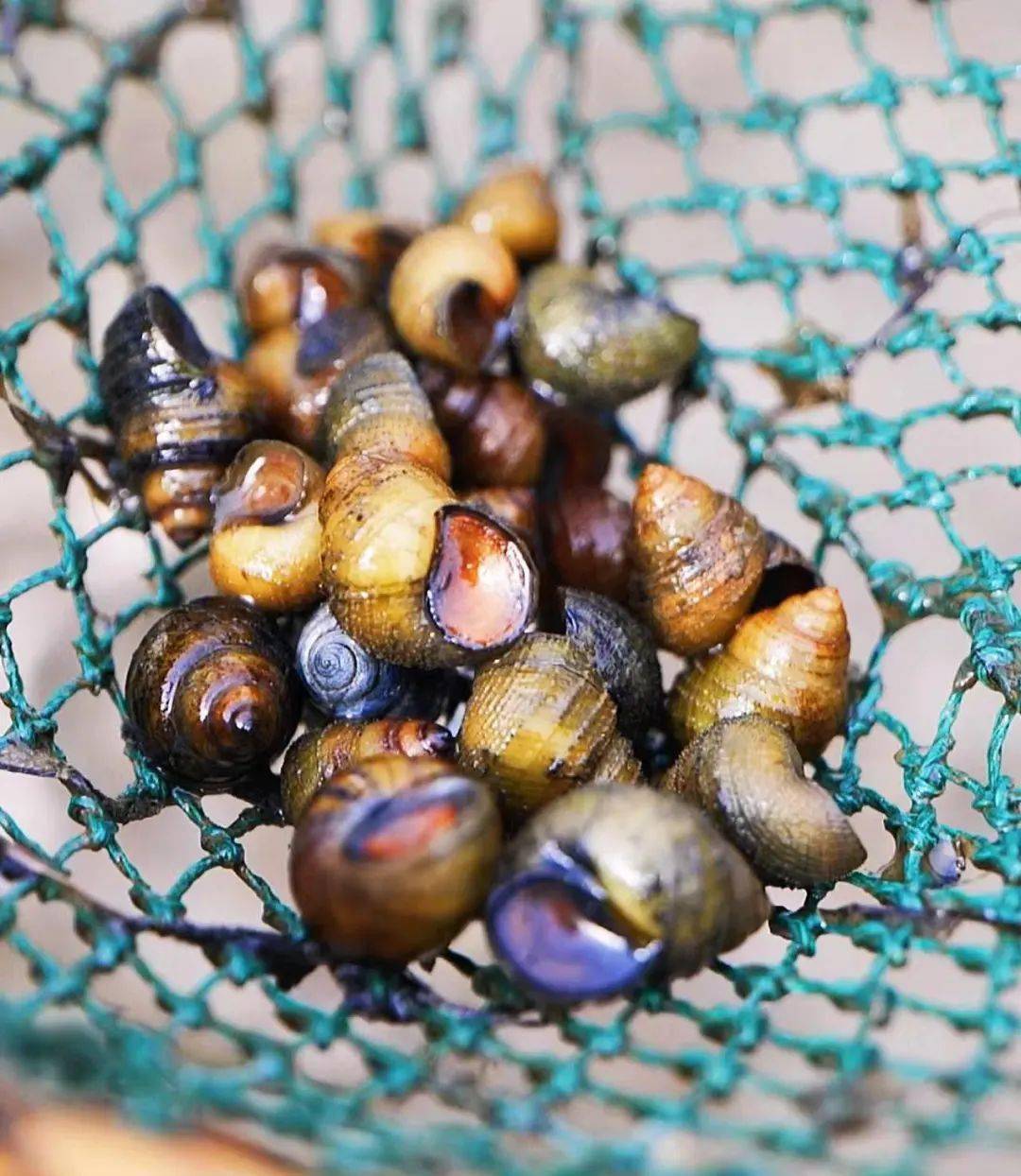 舌尖上的鲜_螺蛳_螺狮_芙蓉