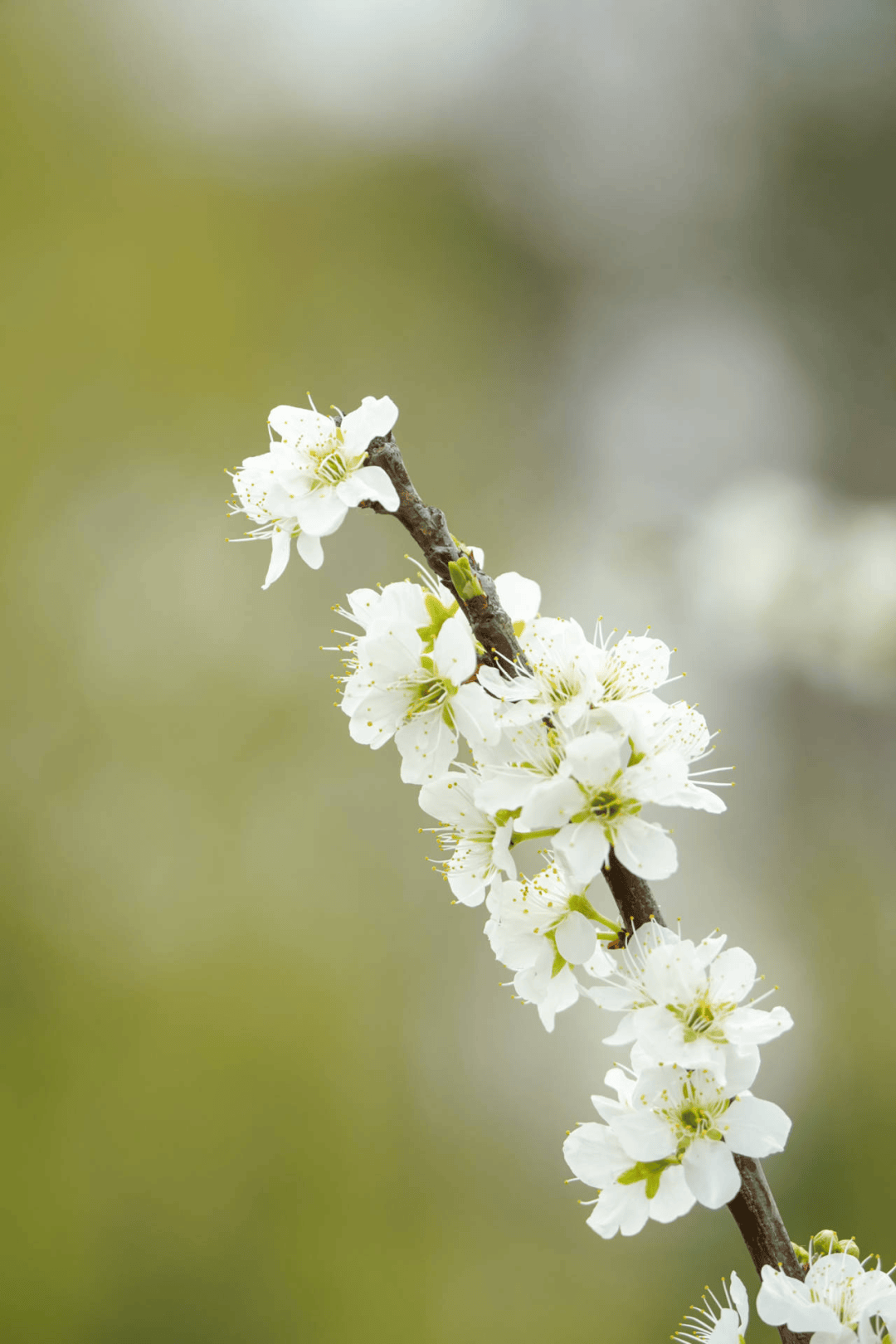 槜李果肉尤为甘甜,吃法也颇为独特.