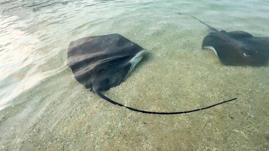 春日错峰游 | 快喊上旅游搭子一起来摸魔鬼鱼啦!_真鱼_海岛_心田