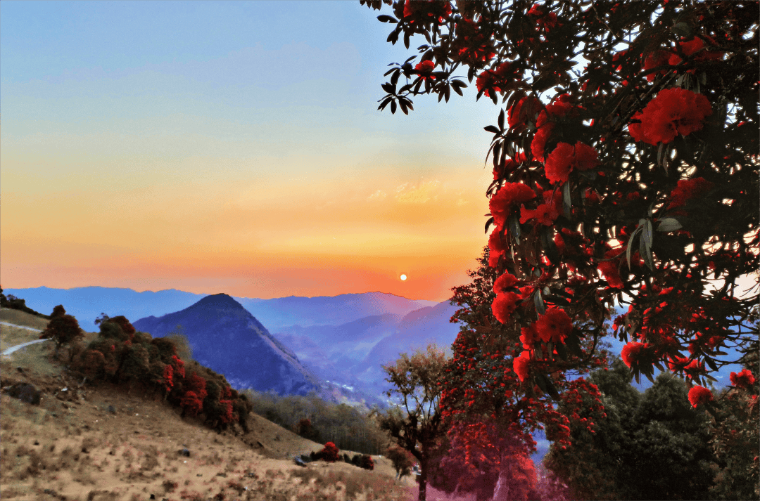 乌木龙乡杜鹃花开染红乡村振兴路