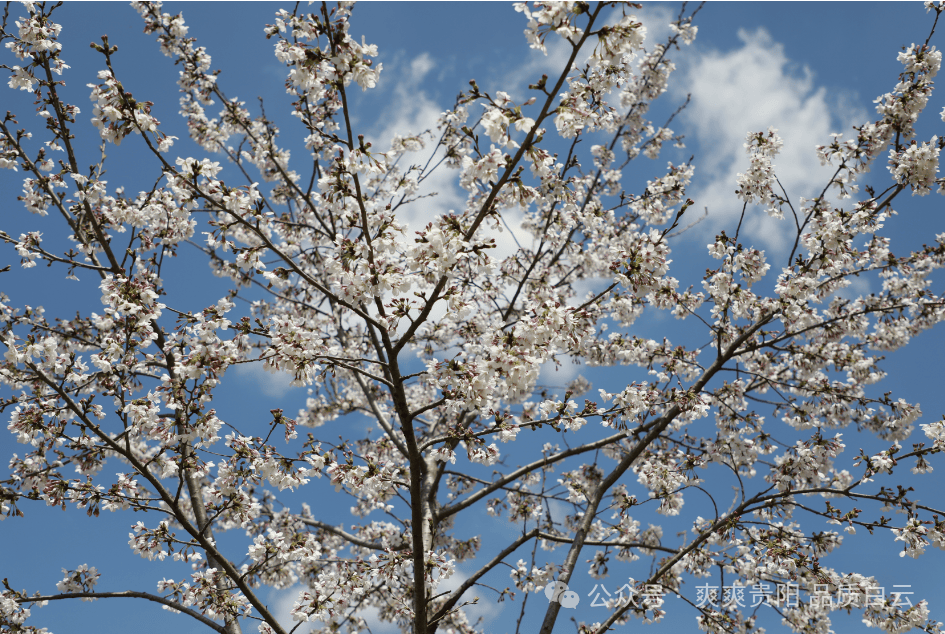 【爽爽贵阳 繁花似锦】花样生活·"樱"你精彩!白云区牛场乡举行第四届