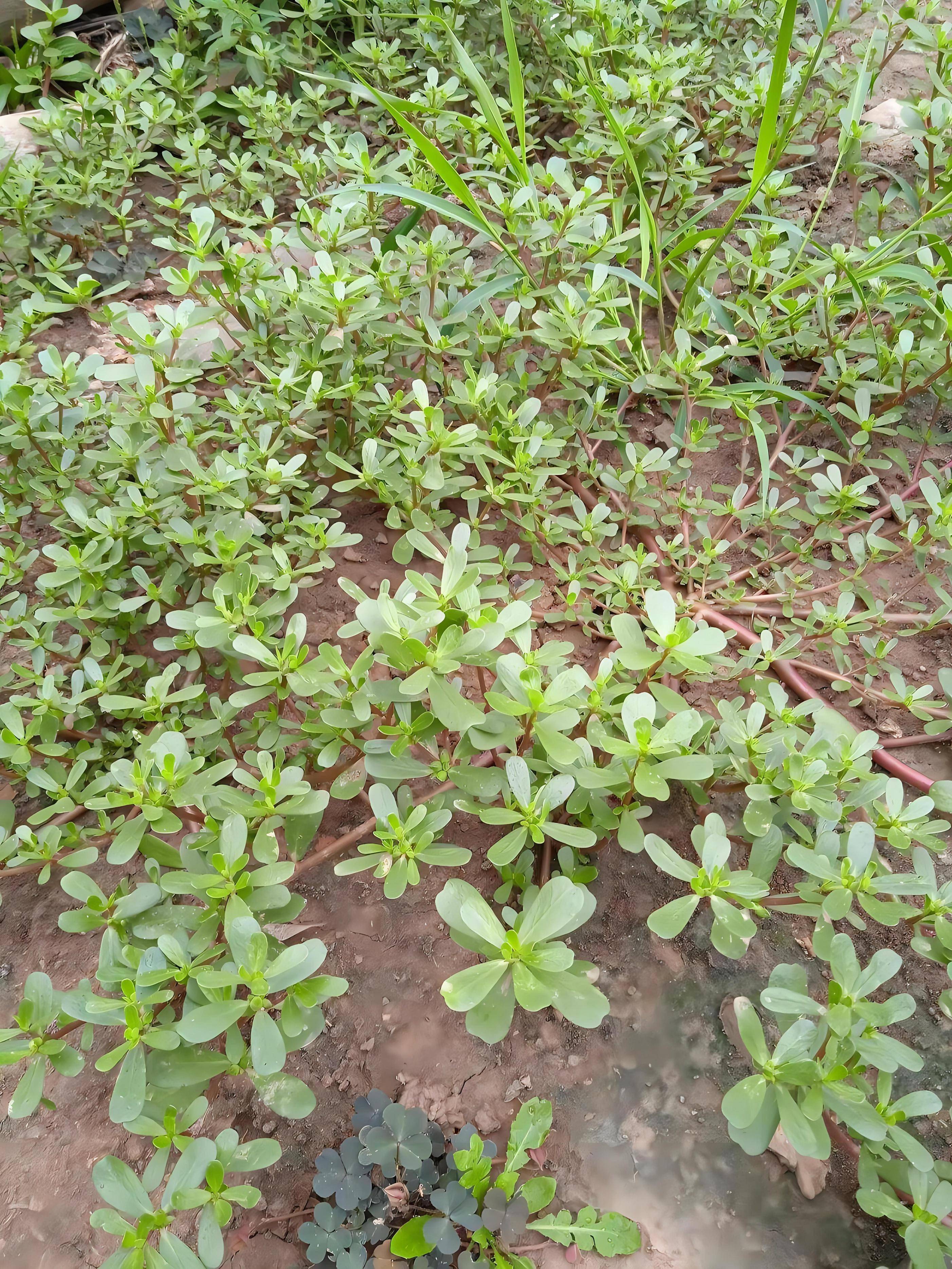 春天到了,又到了挖野菜的季节了,下面这些野菜,你都吃过几种